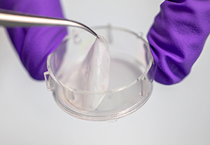 SkinEthic Reconstructed Epidermis RHE