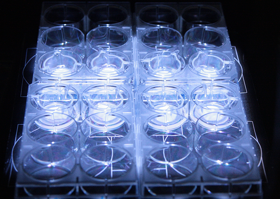 New scientific publication in MDPI