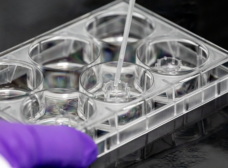 Product application on SkinEthic RHE model