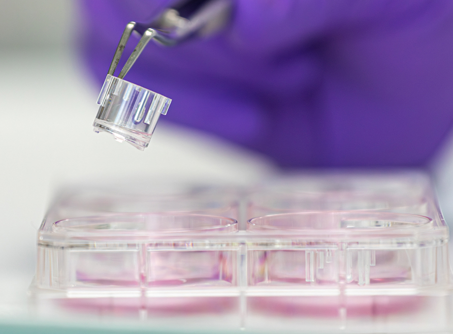 SkinEthic Human Gingival Epithelium HGE