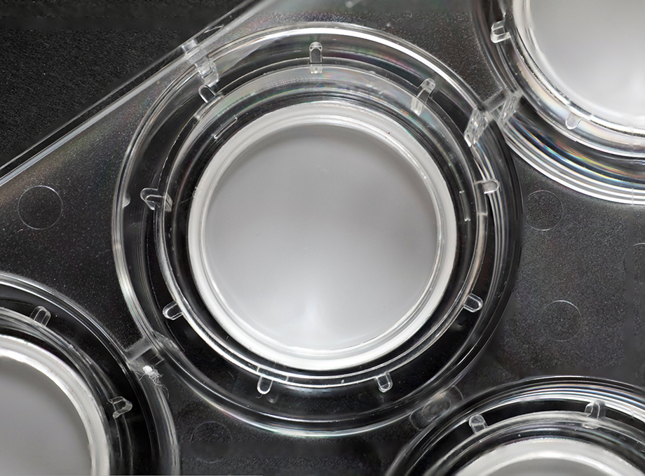 SkinEthic Human Oesophageal Epithelium HO2E