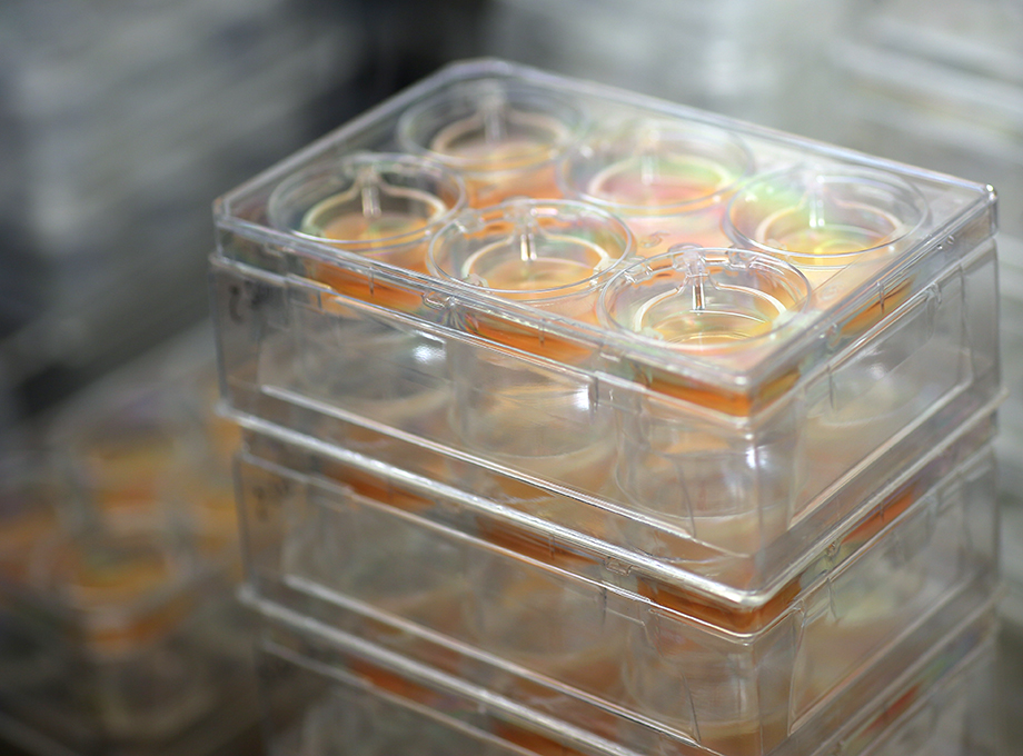 T-Skin Full Thickness Model