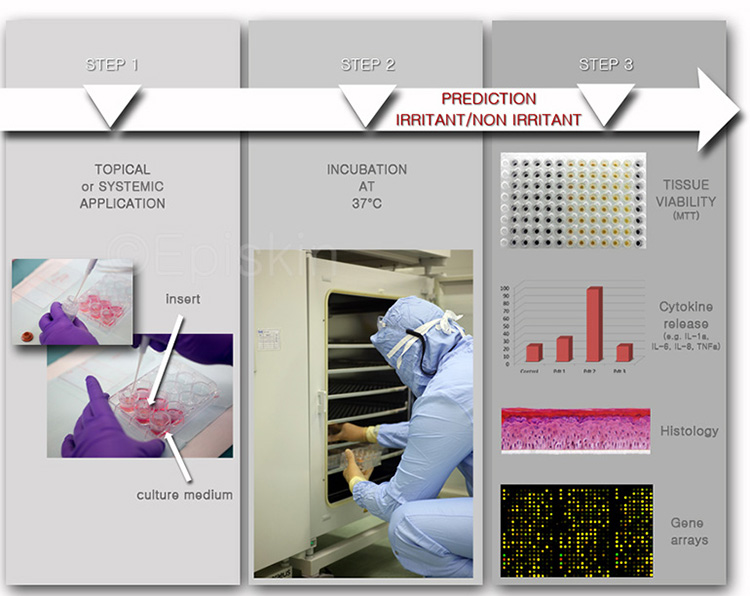 What is an In Vivo Test?