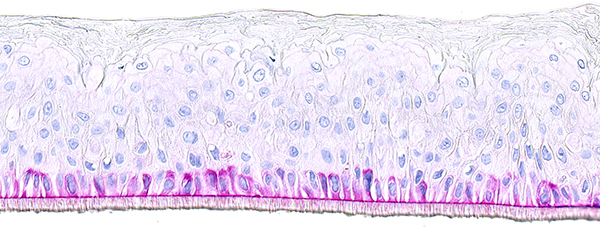 SkinEthic RHE Laminin V