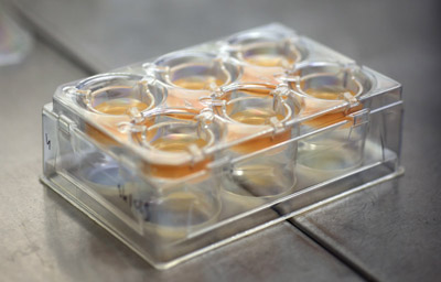 6 well plate