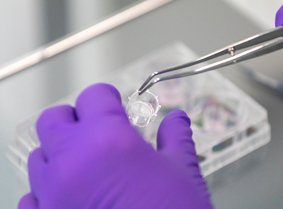 SkinEthic RHE Reconstructed Human Epidermis